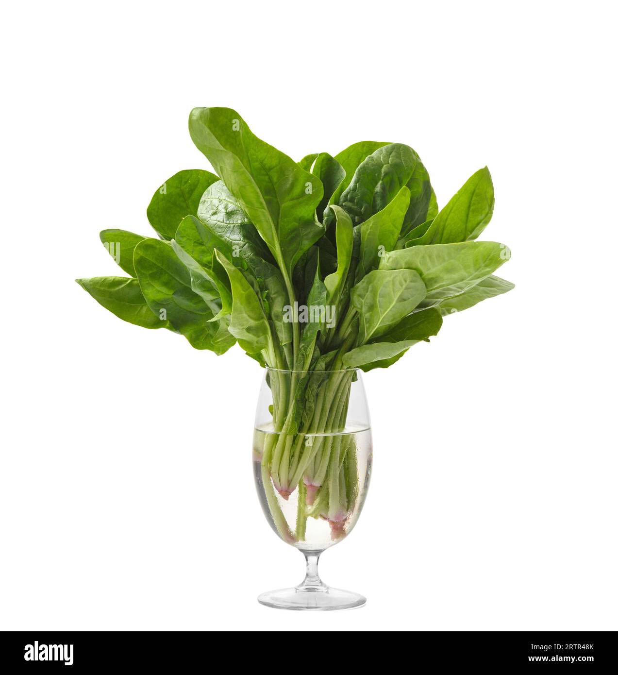 Ein paar frische grüne Bio-Spinat in einem klaren Glasbecher mit Wasser auf weißem Hintergrund. Nützliche Produkte, eine Quelle von Ballaststoffen, Vitaminen, Mineralien Stockfoto