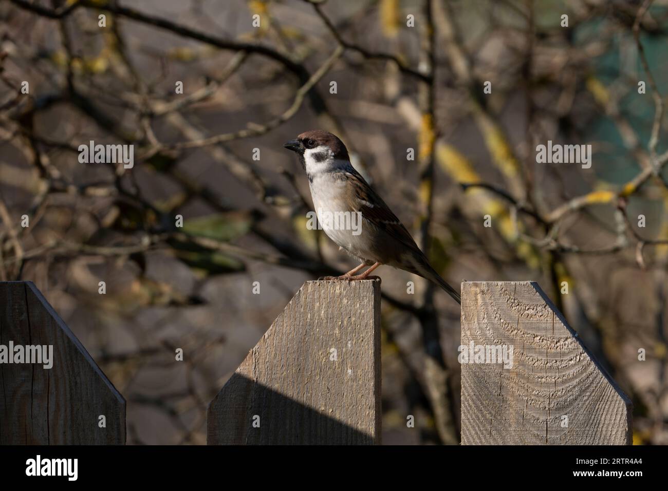 Passer montanus Familie Passeridae Gattung Passer Eurasischer Baumspatzen Deutscher Spatzen Stockfoto