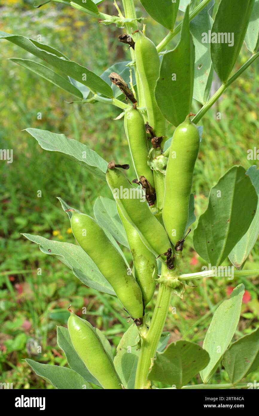 Auf dem Stiel der grünen Schoten der Bohne (Vicia faba) Stockfoto