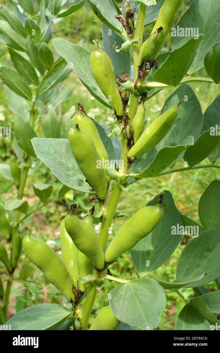Auf dem Stiel der grünen Schoten der Bohne (Vicia faba) Stockfoto