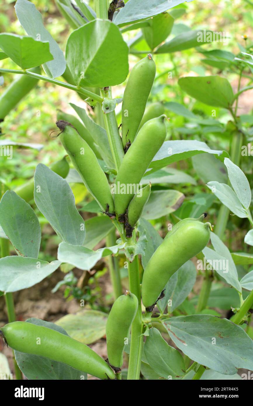 Auf dem Stiel der grünen Schoten der Bohne (Vicia faba) Stockfoto