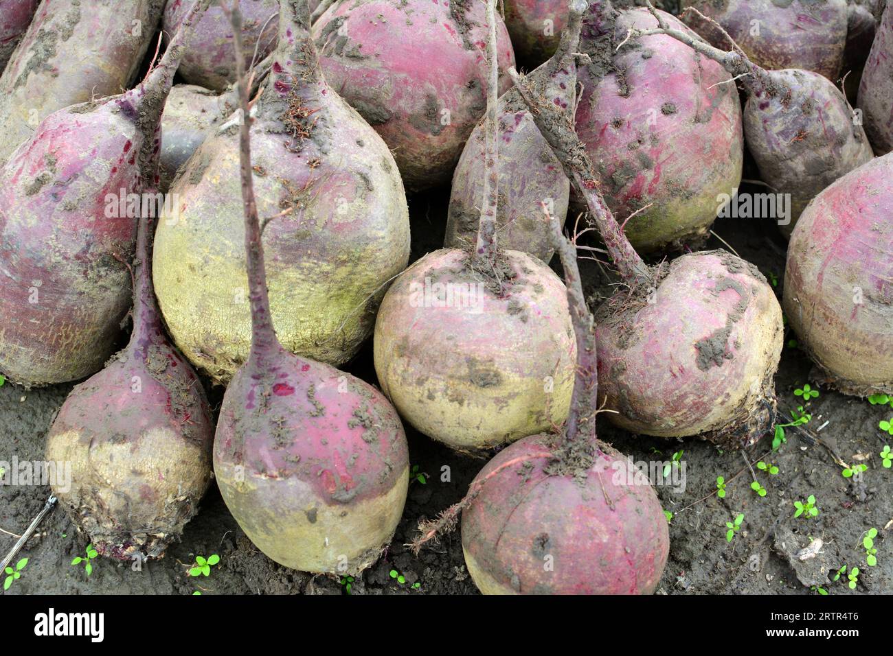 Auf einem Haufen auf dem Feld liegt die Ernte roter Tafelrüben. Stockfoto