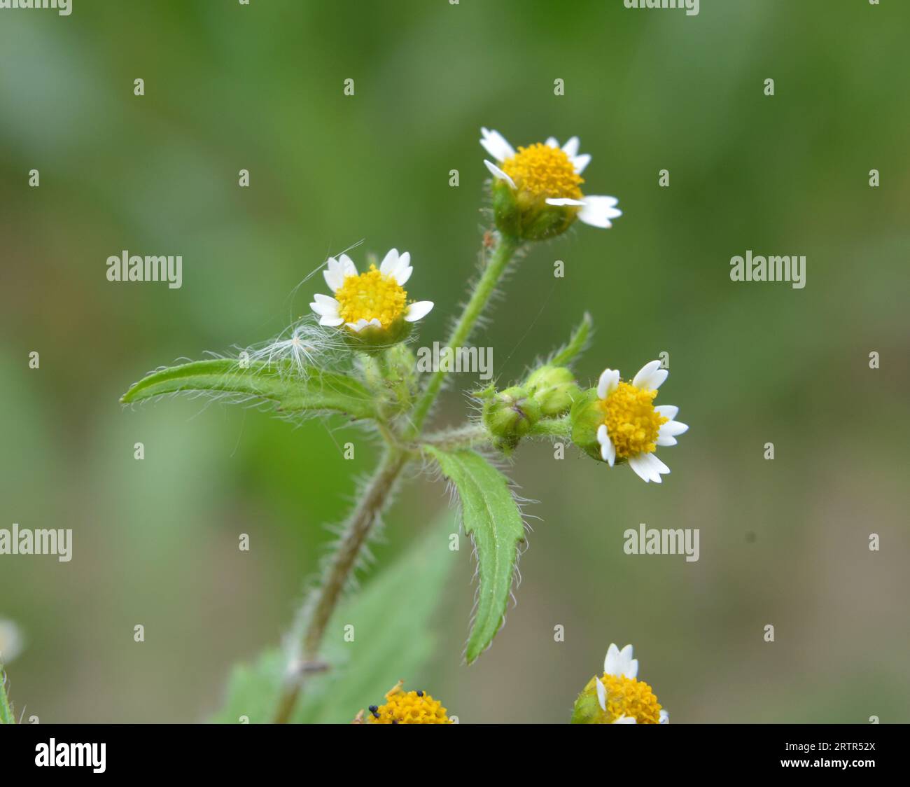 Eine der Unkrautspezies blüht auf dem Feld - Galinsoga parviflora Stockfoto