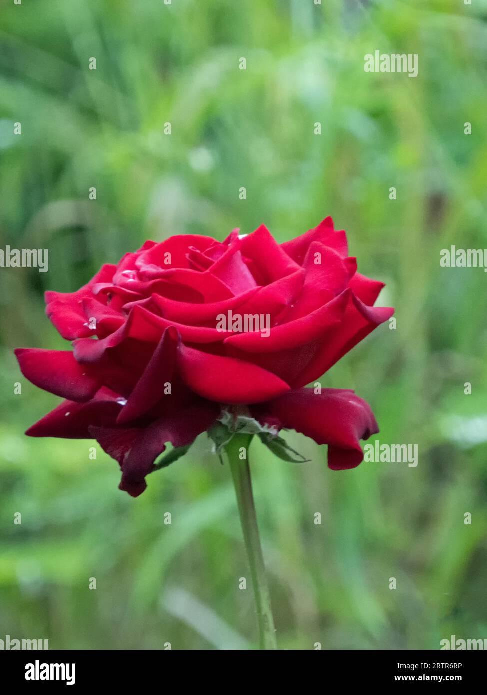 Nahaufnahme der roten Rosenblüte isoliert vor grünem Gras Stockfoto