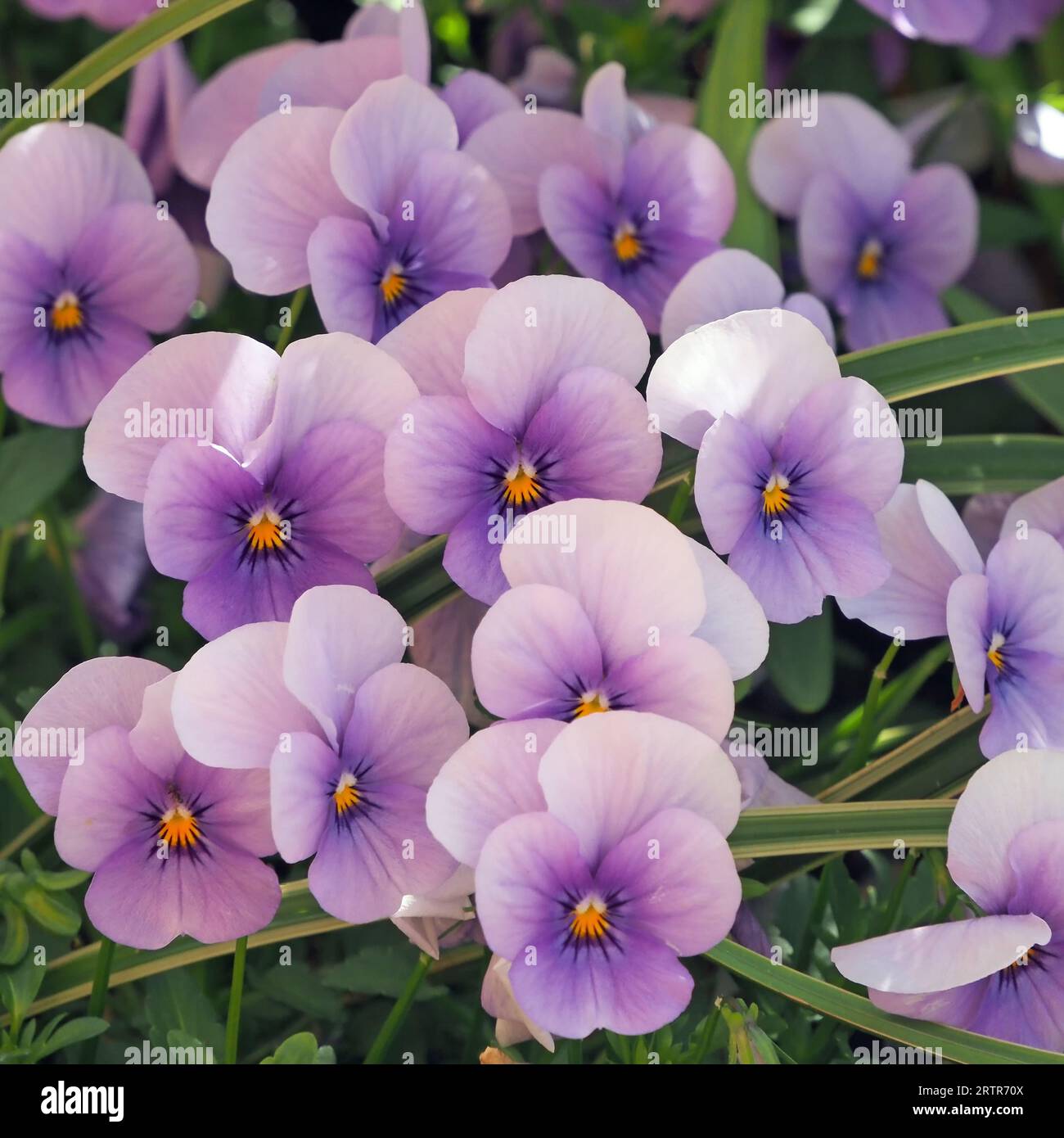 Nahaufnahme einer Vielzahl von violetten Blüten von Hornveilchen, Viola Stockfoto
