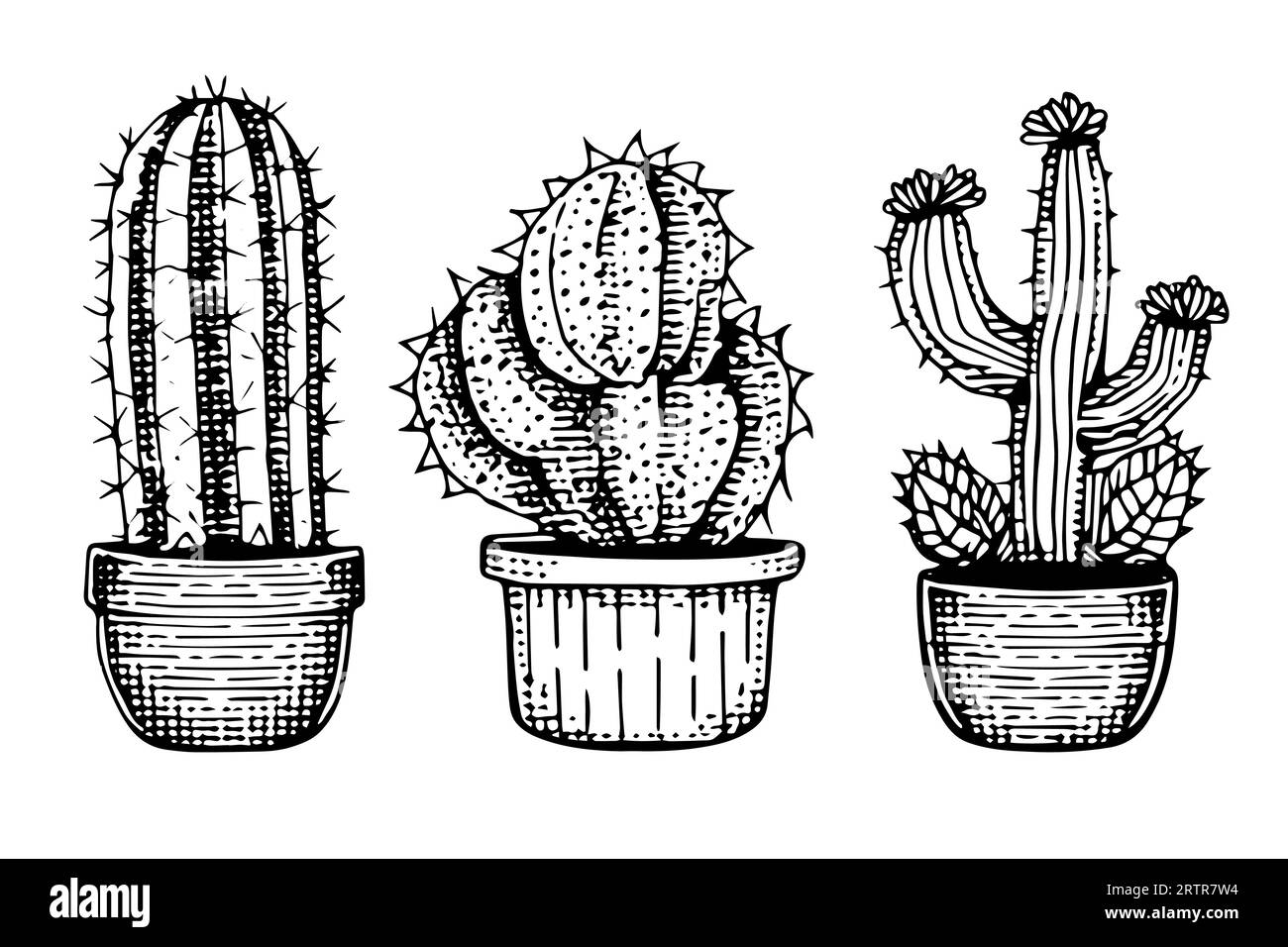 Set von Kakteen in Gravurstil Vektor-Illustration.Kakteen Hand gezeichnete Skizze Imitation. Stock Vektor