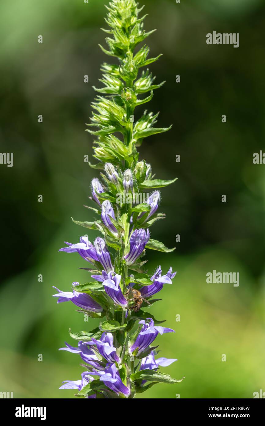 Nahaufnahme der großen blauen Lobelia (lobelia siphilitica) Blüten in Blüte Stockfoto