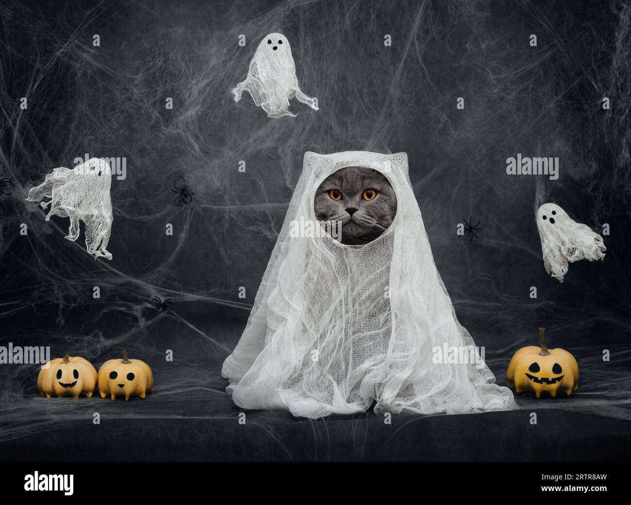 Halloween-Katze im Geisterkostüm auf dunkelgrauem Hintergrund. Britische Katze in weißem Tuch mit Kürbisbock und Geistern. Lustige Katze im Halloween Kostüm. Stockfoto