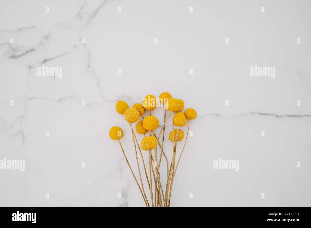 Blumenstrauß aus getrockneten natürlichen dekorativen gelben Blumen Craspedia globosa auf weißem Marmorhintergrund. Draufsicht. Leerzeichen kopieren. Flach liegend Stockfoto