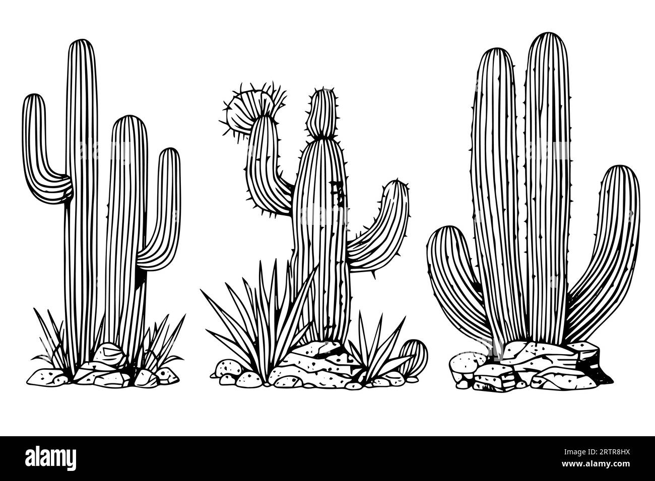 Set von Kakteen in Gravurstil Vektor-Illustration.Kakteen Hand gezeichnete Skizze Imitation. Stock Vektor