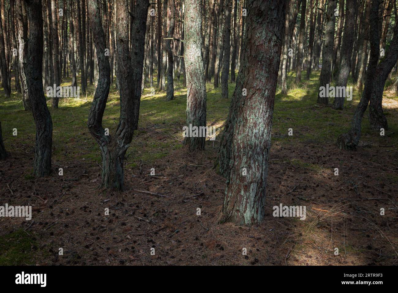 Landschaftsfoto des Tanzenden Waldes. Kiefernwald an der Kurischen Nehrung in der Oblast Kaliningrad, Russland, bekannt für seine ungewöhnlich verdrehten Bäume Stockfoto
