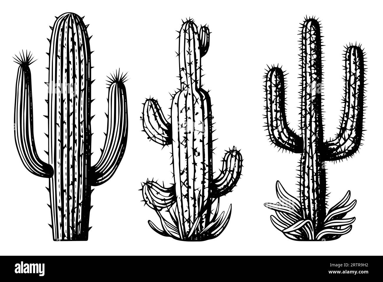 Set von Kakteen in Gravurstil Vektor-Illustration.Kakteen Hand gezeichnete Skizze Imitation. Stock Vektor