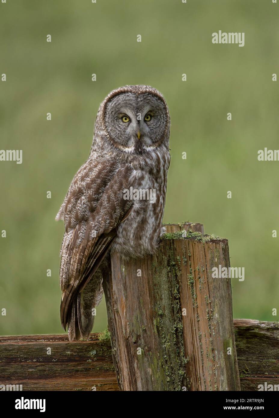 Great Gray Owl (Strix nebulosa) am Zaun von Humboldt County Kalifornien USA Stockfoto