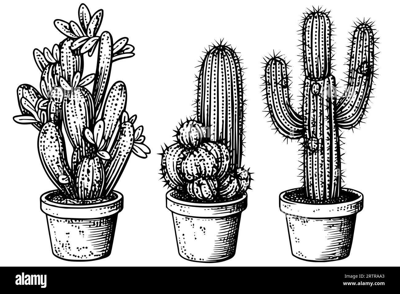 Set von Kakteen in Gravurstil Vektor-Illustration.Kakteen Hand gezeichnete Skizze Imitation. Stock Vektor