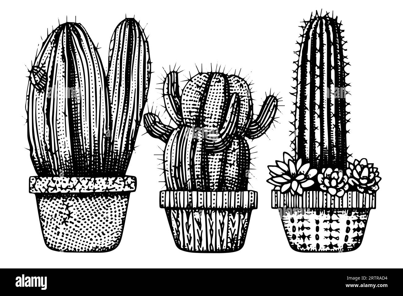 Set von Kakteen in Gravurstil Vektor-Illustration.Kakteen Hand gezeichnete Skizze Imitation. Stock Vektor