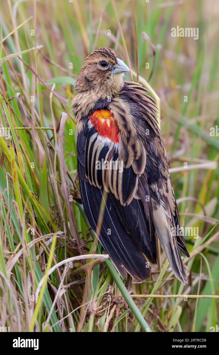 Männlicher Langschwanzwidvogel (Euplectes progne), Zwischenphase, Pilanesberg-Nationalpark, Südafrika Stockfoto