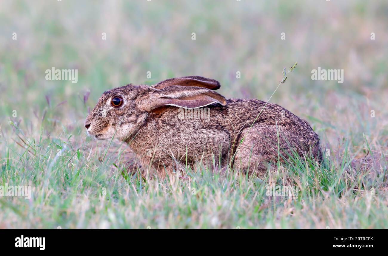 Cape Hare (Lepus capensis), Kruger-Nationalpark, Südafrika Stockfoto