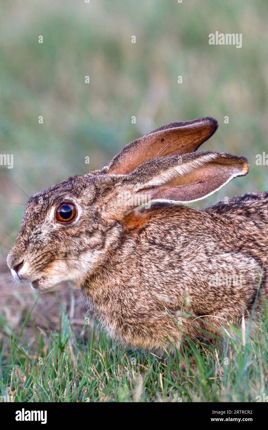 Cape Hare (Lepus capensis), Kruger-Nationalpark, Südafrika Stockfoto