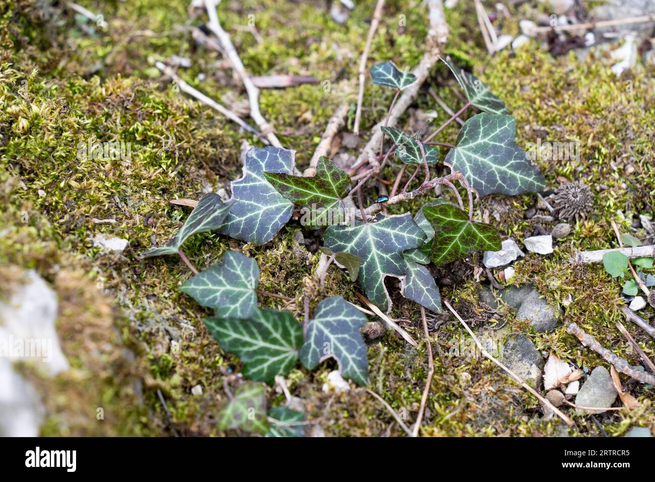 Grüne Efeublätter bei Wintersonne Stockfoto