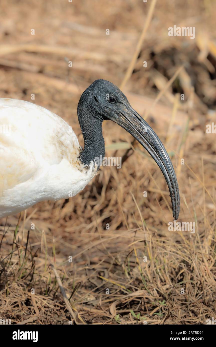 Erwachsener afrikanischer Heiliger Ibis (Threskiornis aethiopicus), Kruger-Nationalpark, Südafrika Stockfoto