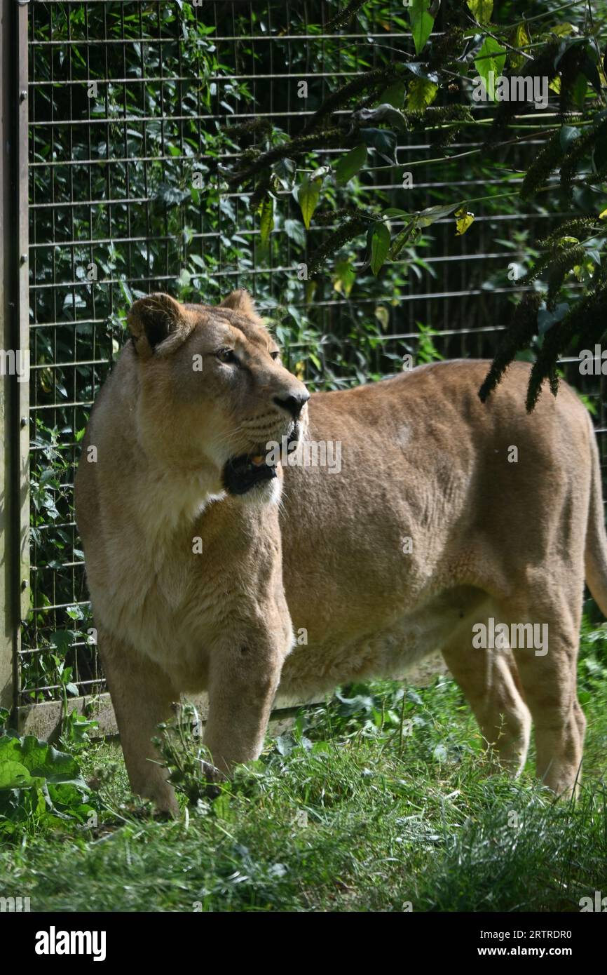 Tiere Im Zoo Stockfoto