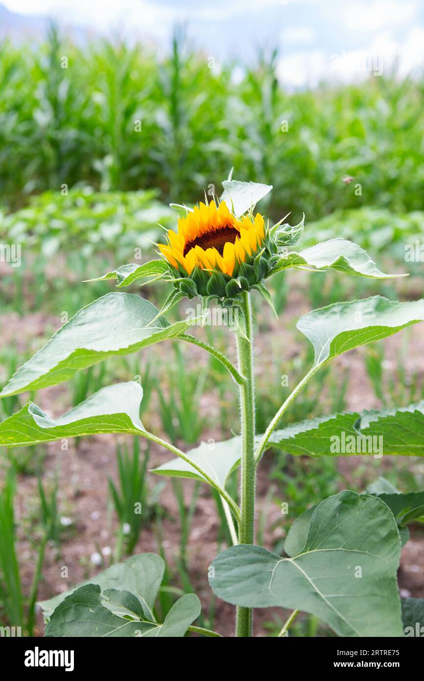 Nahaufnahme einer Sonnenblume, die wächst. Helianthus. Blume des Sonnenblumenkopfes. Samen und Öl. Stockfoto