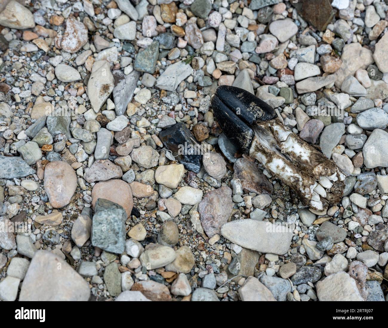 Hufschaf von Barbury liegt in Smoky Creek Wash in Big Bend Stockfoto