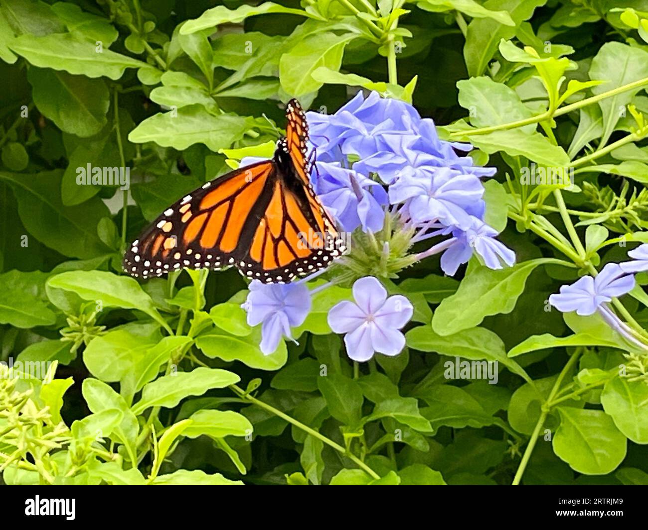 Monarch Butterfly im Garten Stockfoto