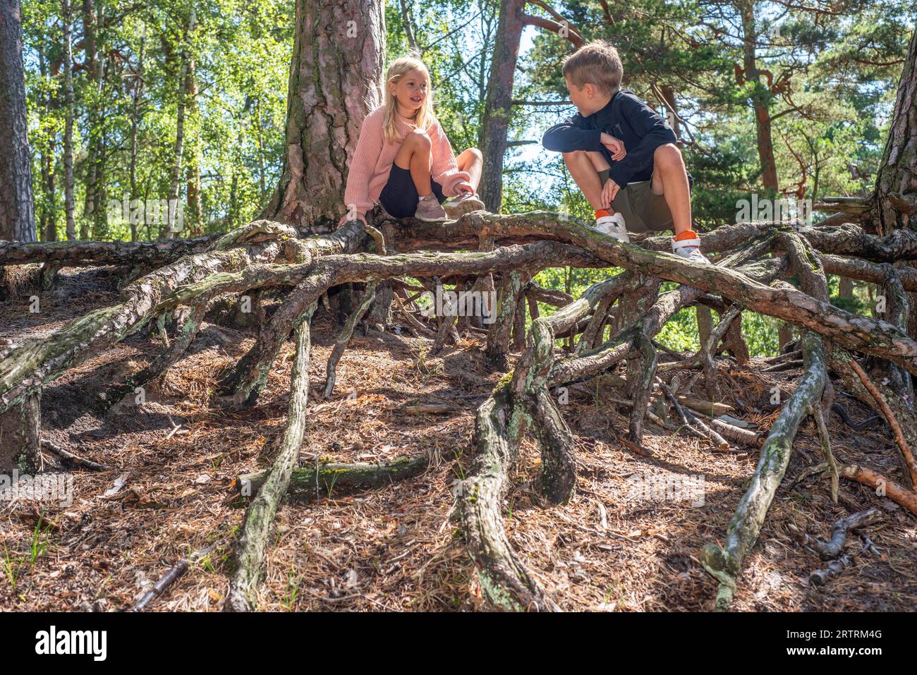 Zwei Kinder im Alter von 7 und 10 Jahren spielen auf Luftwurzeln im Wald in Ystad, Scania, Schweden, Skandinavien Stockfoto