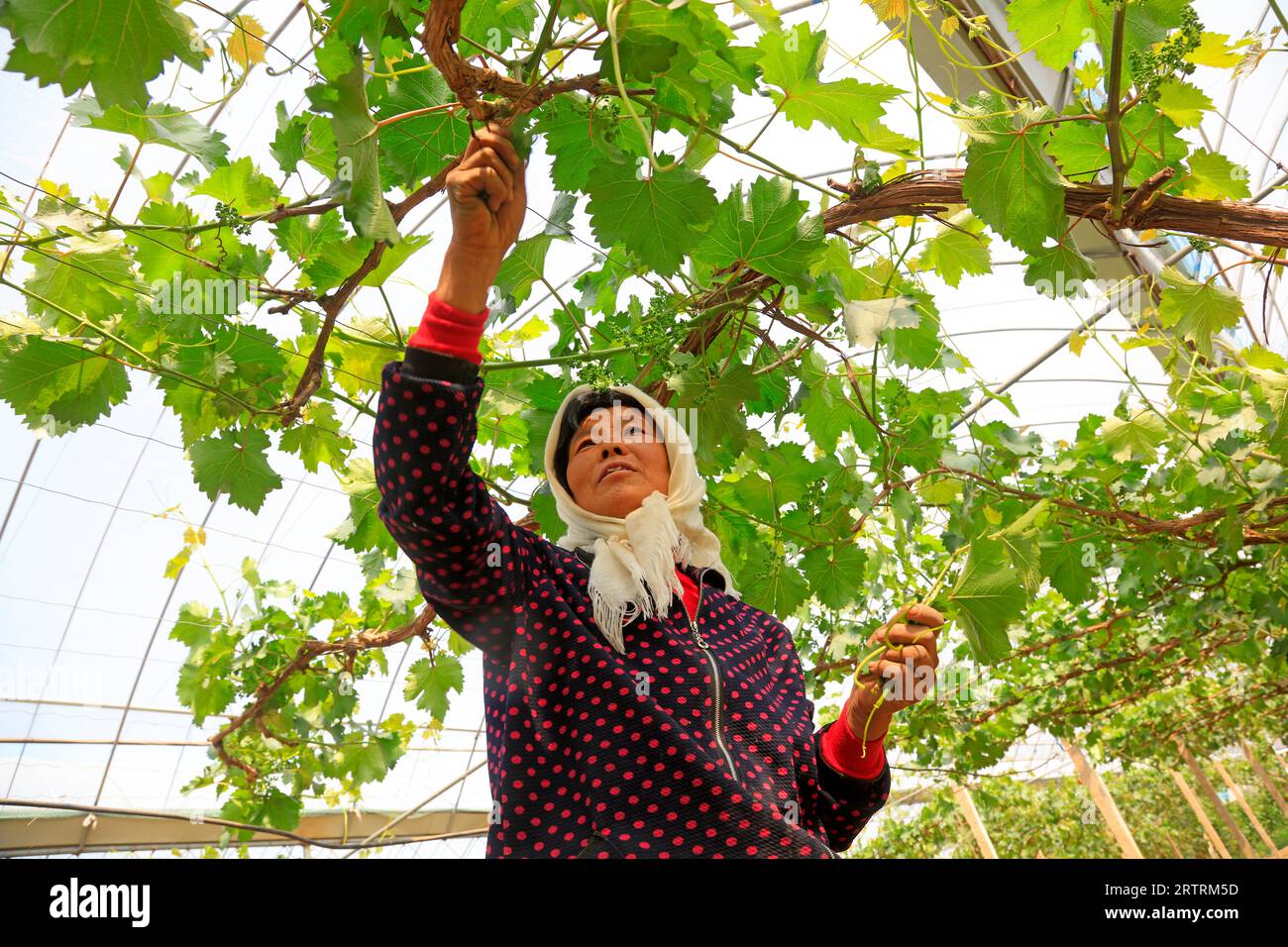 Luannan County - 8. Mai 2018: Farmers Work in Vineyards, Luannan, Hebei, China Stockfoto