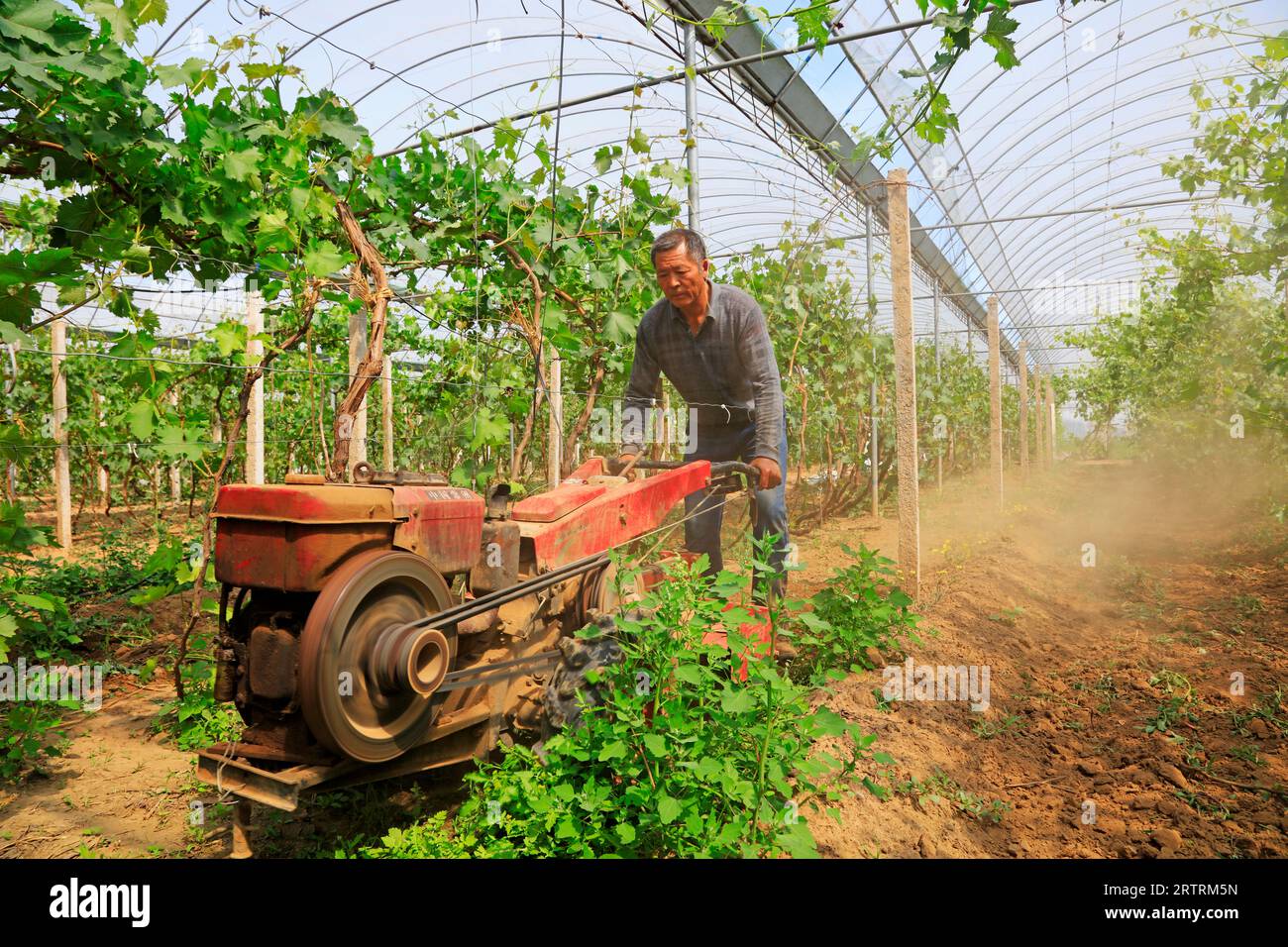 Luannan County - 8. Mai 2018: Farmers Work in Vineyards, Luannan, Hebei, China Stockfoto