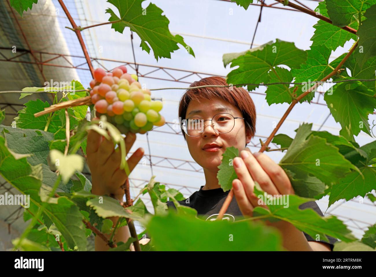 Luannan County - 8. Mai 2018: Eine Farmerin arbeitet in Weinbergen in Luannan, Hebei, China Stockfoto