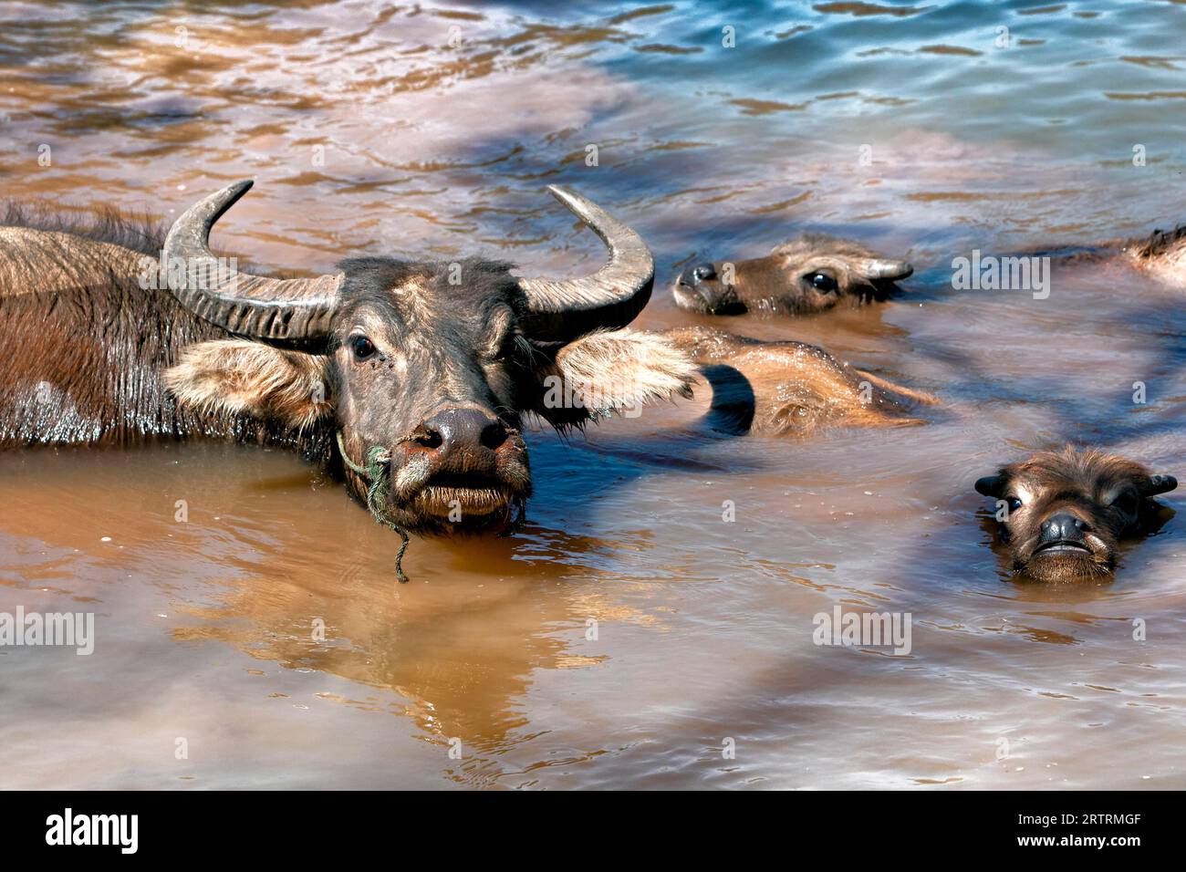 Asiatischer Büffel (Bubalus), Wasserbüffel im Wasser, Myanmar Stockfoto