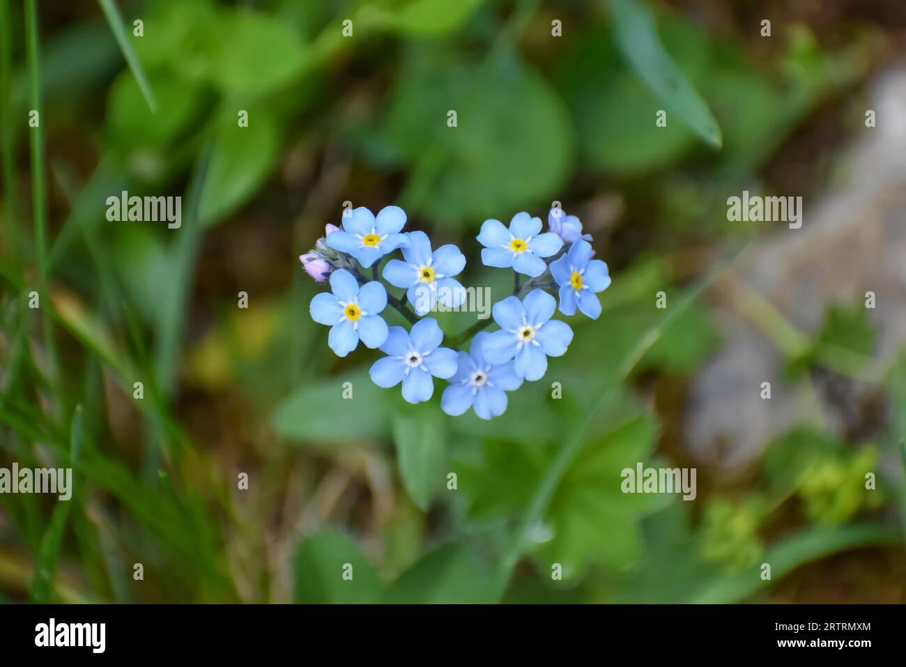 Herzförmiges alpines Forget-me-not (Myosotis alpestris), Berchtesgadener Alpen, Bayern, Deutschland Stockfoto