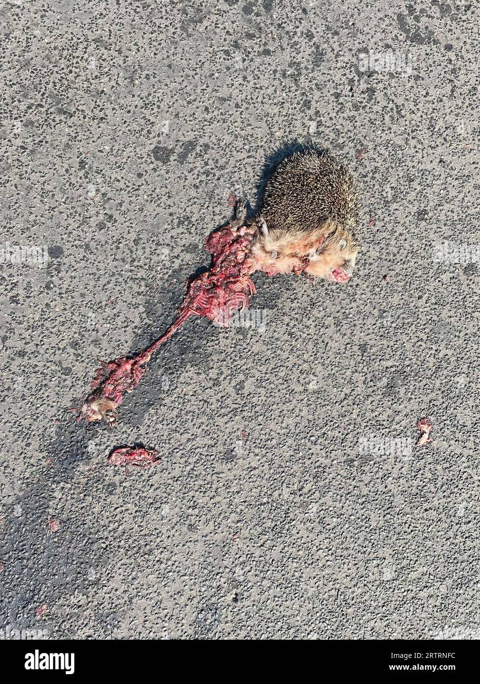 Europäischer Igel (Erinaceus europaeus), Verkehrstote, Tod, Straßenverkehr, grausam, Berlin, Deutschland Stockfoto