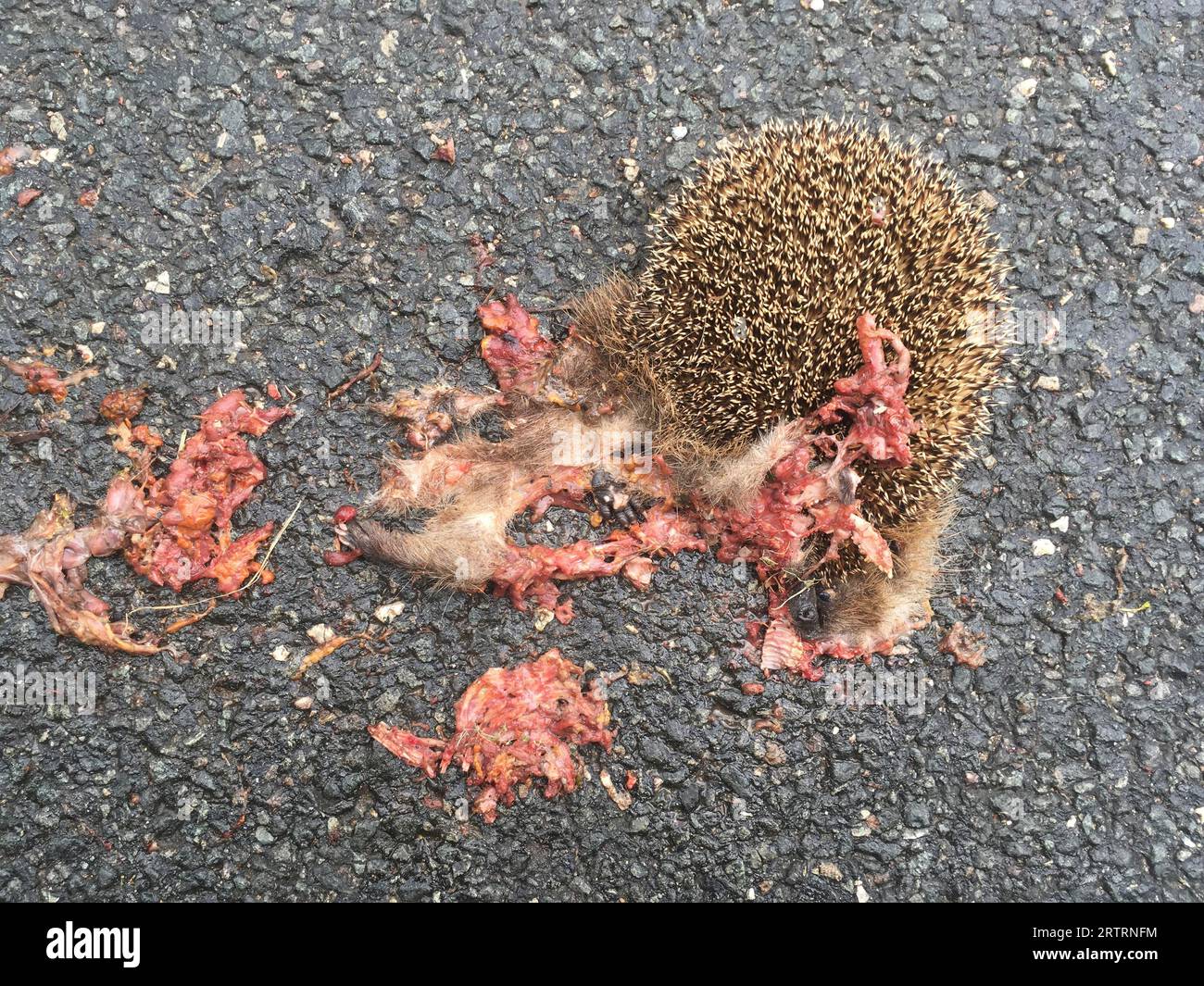 Europäischer Igel (Erinaceus europaeus), Verkehrstote, Tod, Straßenverkehr, grausam, Berlin, Deutschland Stockfoto
