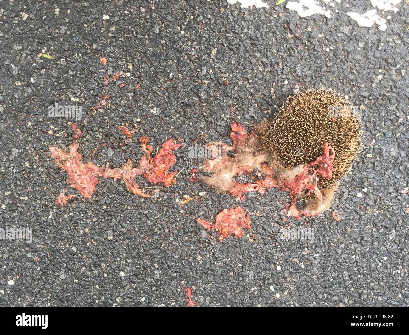 Europäischer Igel (Erinaceus europaeus), Verkehrstote, Tod, Straßenverkehr, grausam, Berlin, Deutschland, Europa Stockfoto