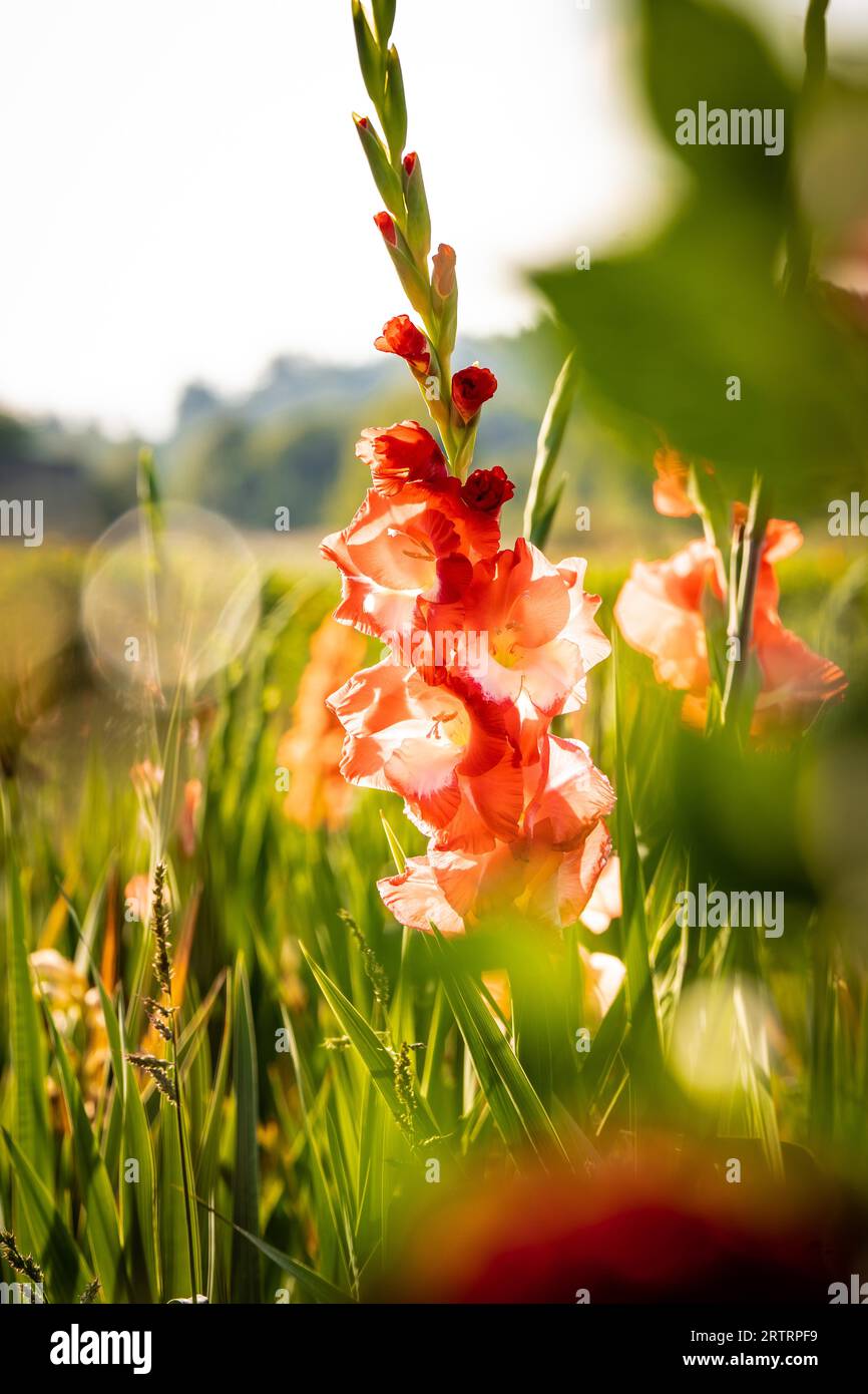 Makroblume im Sonnenlicht, Gechingen, Schwarzwald, Deutschland Stockfoto