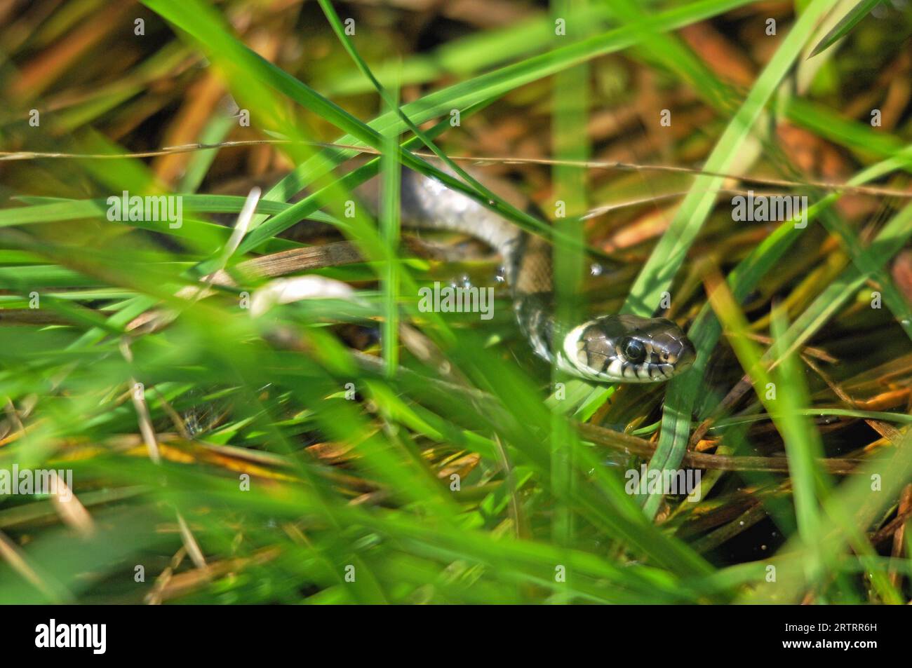 Grasschlange in der Wahner Heath Stockfoto