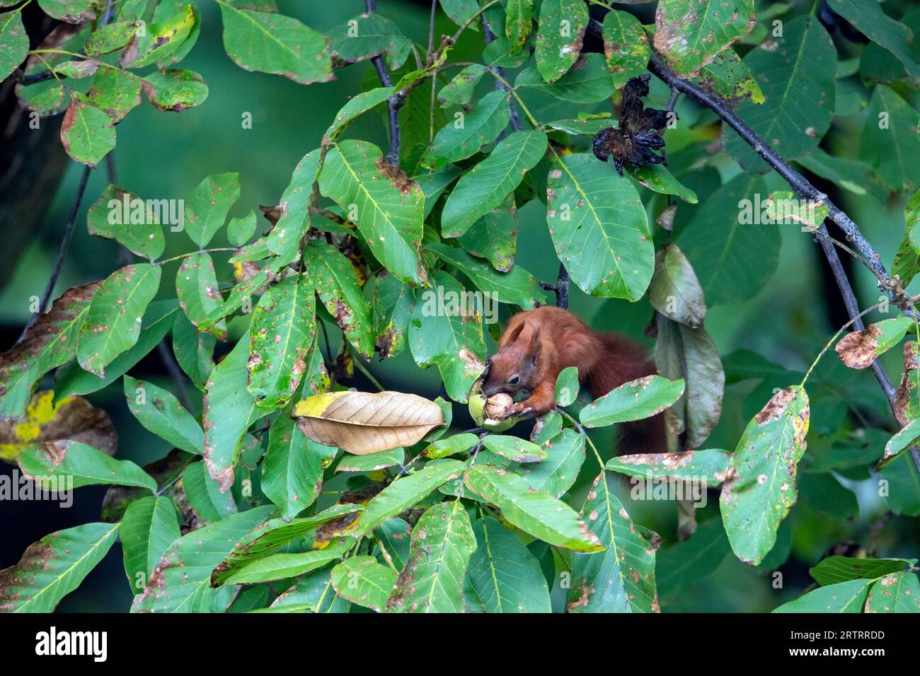 Eurasisches Rotes Eichhörnchen (Sciurus vulgaris) sind Tagestiere (Katteker) (Foto Eichhörnchen knabbert eine Walnuss aus dem Involucre), Rote Eichhörnchen sind es Stockfoto