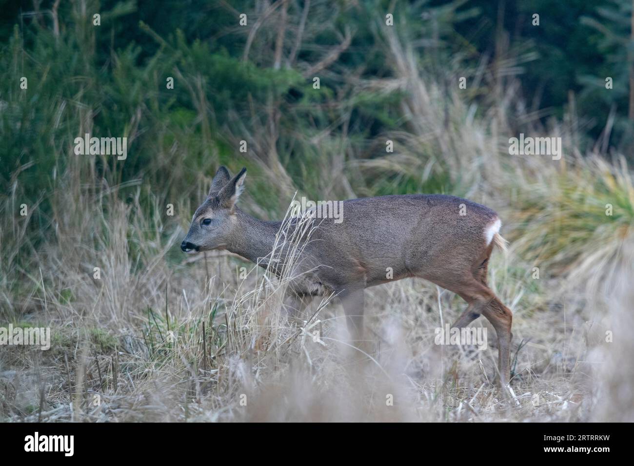 Im Spätherbst und Winter ist es viel schwieriger, Roe Deer zu fotografieren als im Frühjahr und Sommer, aber es erfordert noch mehr Glück, um zu fotografieren Stockfoto