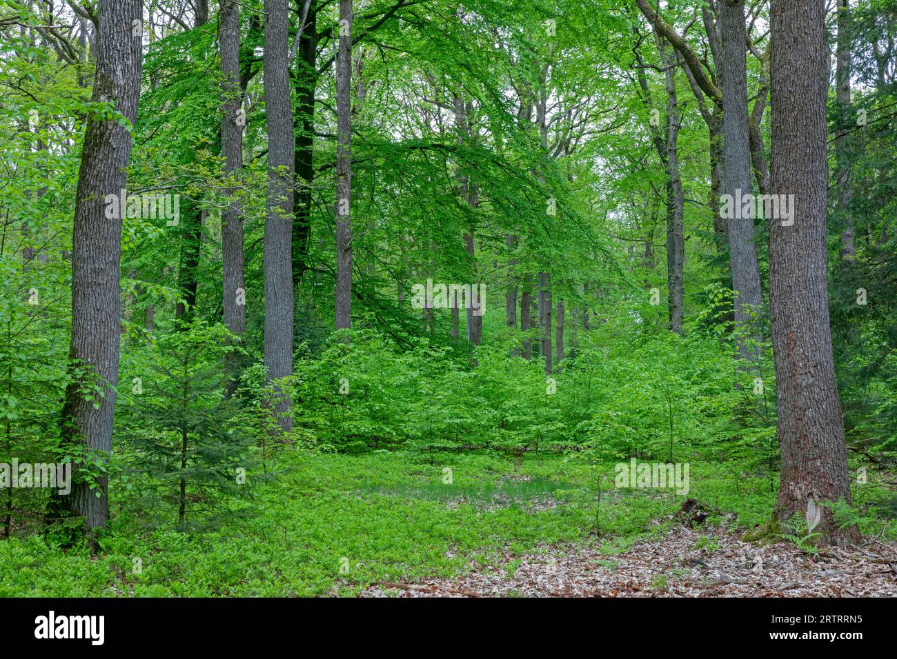 Eichen- und Buchenmischwald im Frühjahr (Quercus robur) (Fagus sylvatica) Stockfoto
