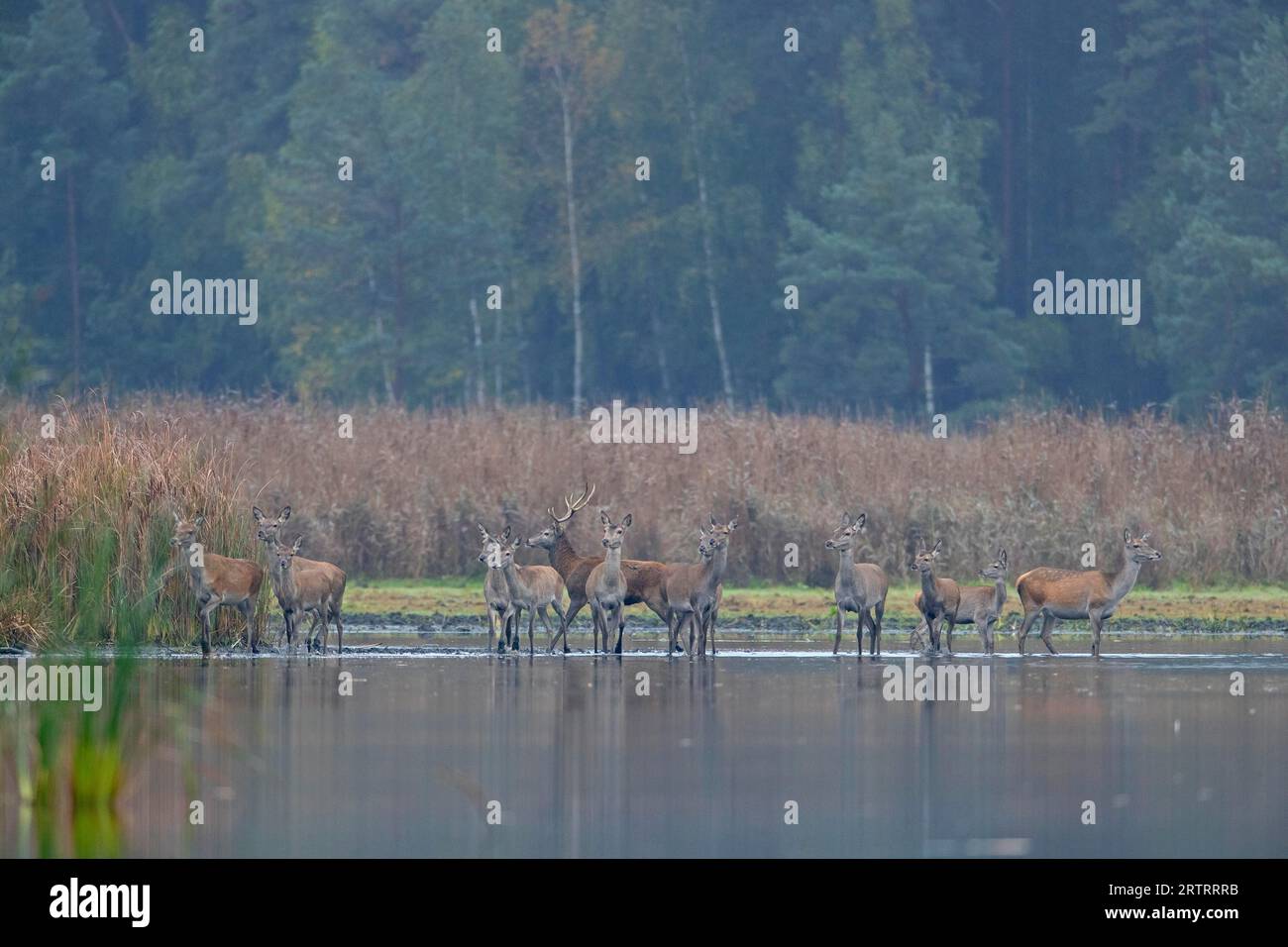 Rothirsche rudel nebel -Fotos und -Bildmaterial in hoher Auflösung – Alamy