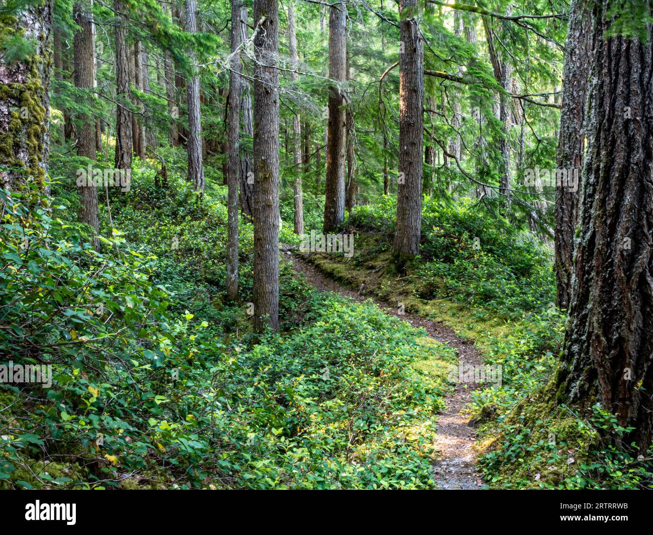 WA23651-00 - WASHINGTON - der bewaldete Elwha River Trail in der Nähe des Elwha Ford, Olympic National Park. Stockfoto
