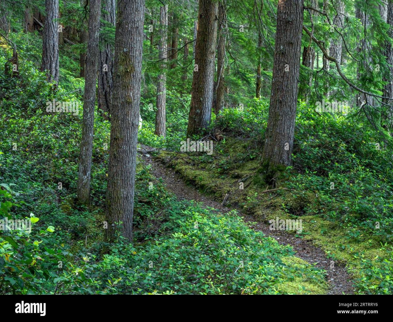 WA23652-00 - WASHINGTON - der bewaldete Elwha River Trail in der Nähe des Elwha Ford, Olympic National Park. Stockfoto