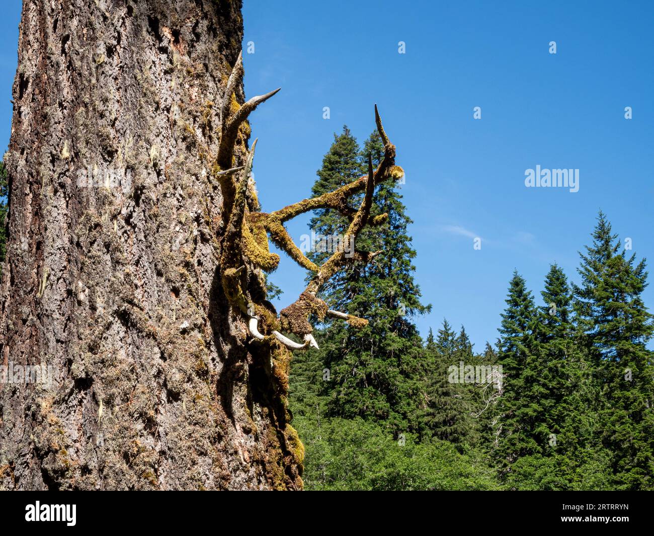 WA23655-00...WASHINGTON - zwei Sätze Moosgeweihe, die an einem Baum auf der Elkhorn-Camparea im Elwha River Valley befestigt sind. Stockfoto
