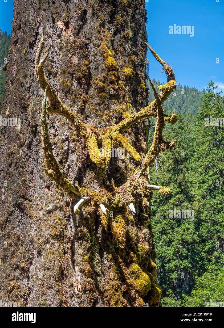 WA23656-00...WASHINGTON - zwei Sätze Moosgeweihe, die an einem Baum bei Elkhorn im Hinterland Camparea im Elwha River Valley befestigt sind. Stockfoto