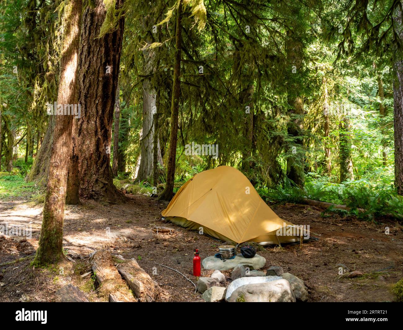 WA23658-00...WASHINGTON - sonniger Tag auf einem bewaldeten Campingplatz am Lillian River im Olympic National Park. Stockfoto