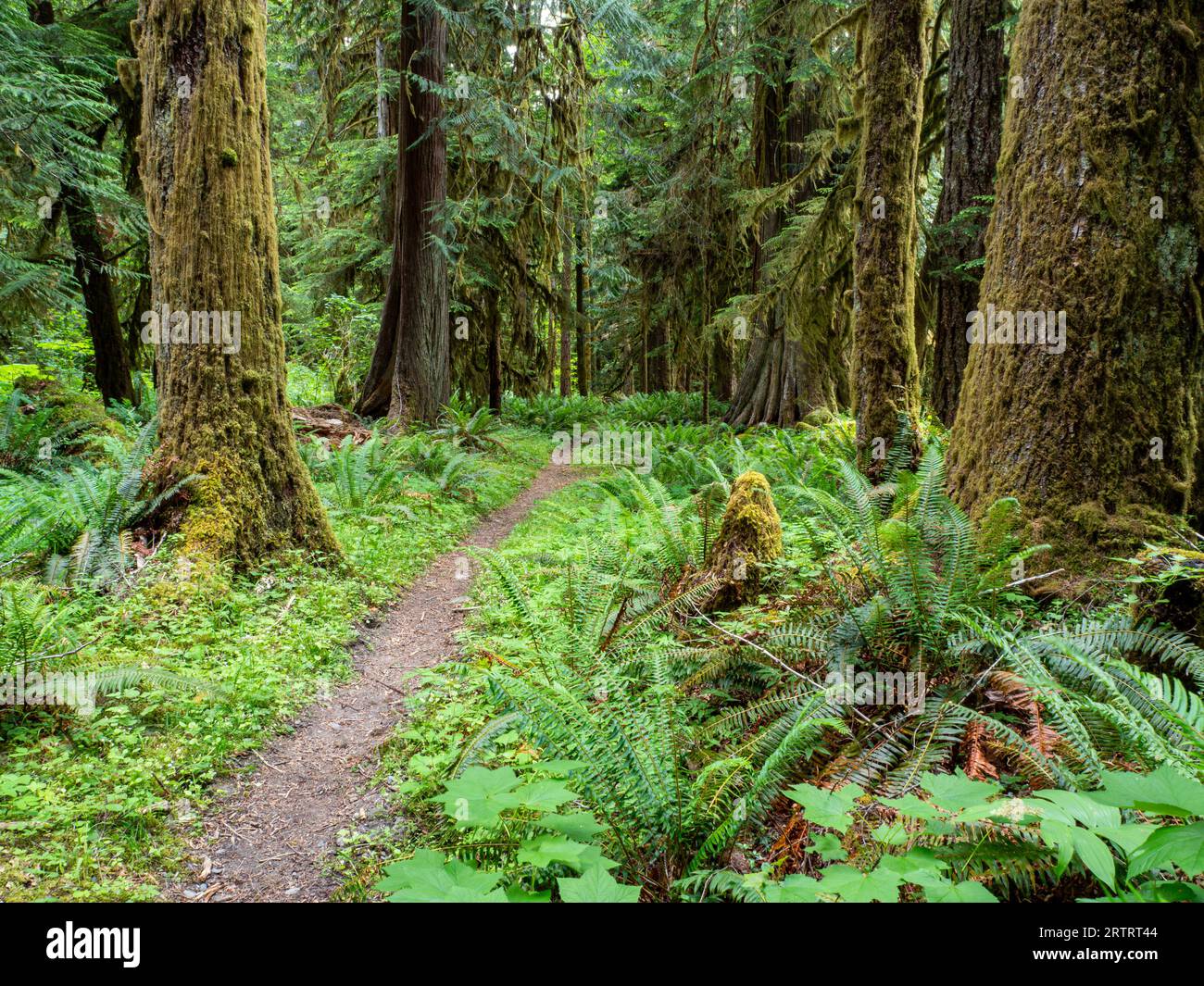 WA23661-00...WASHINGTON - Elwha River Trail in der Nähe der Kreuzung des Lillian River im Olympic National Park. Stockfoto