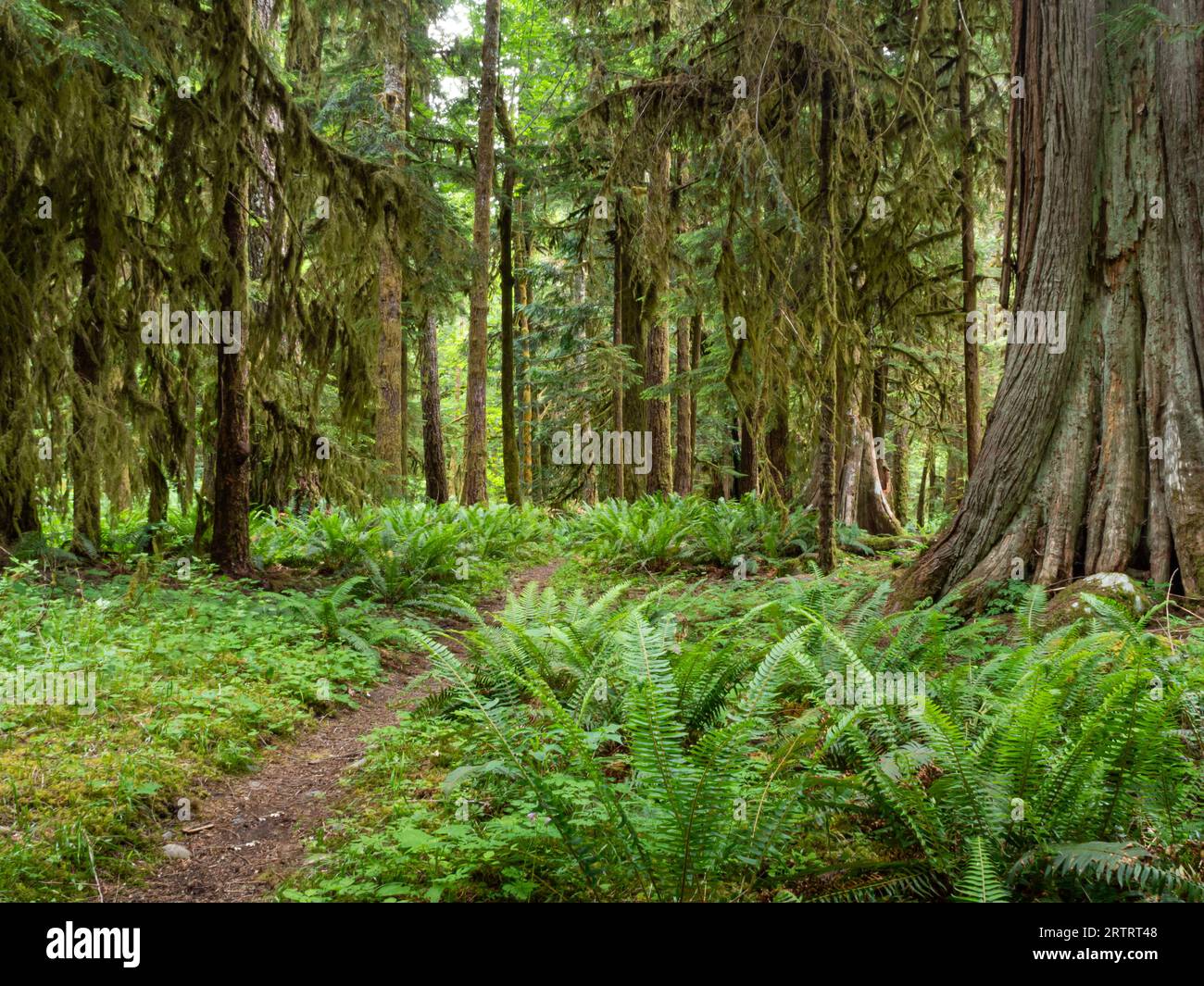 WA23662-00...WASHINGTON - Elwha River Trail in der Nähe der Kreuzung des Lillian River im Olympic National Park. Stockfoto